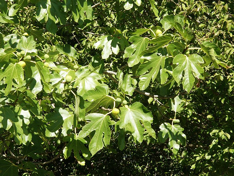  Ficus carica