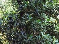 Ficus columnaris