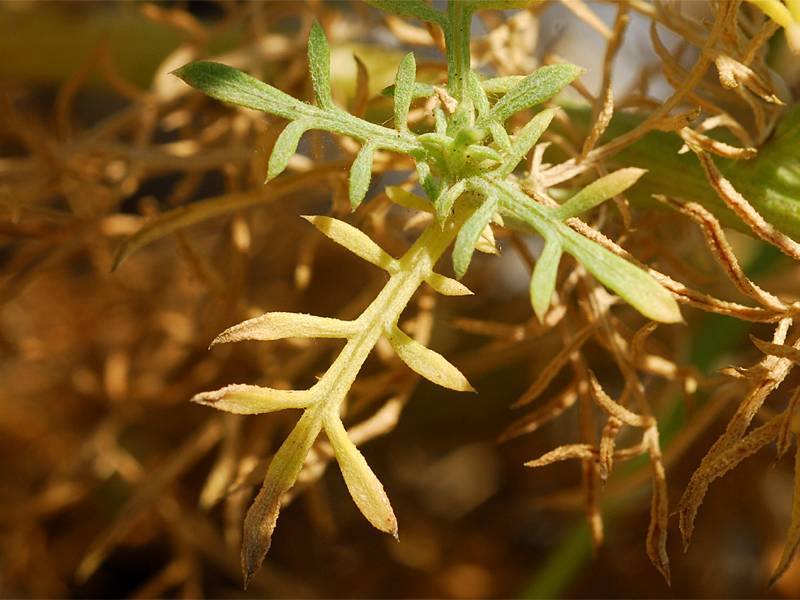 Centaurea spinoso-ciliata