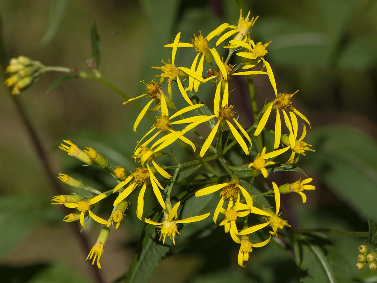 Senecio ovatus