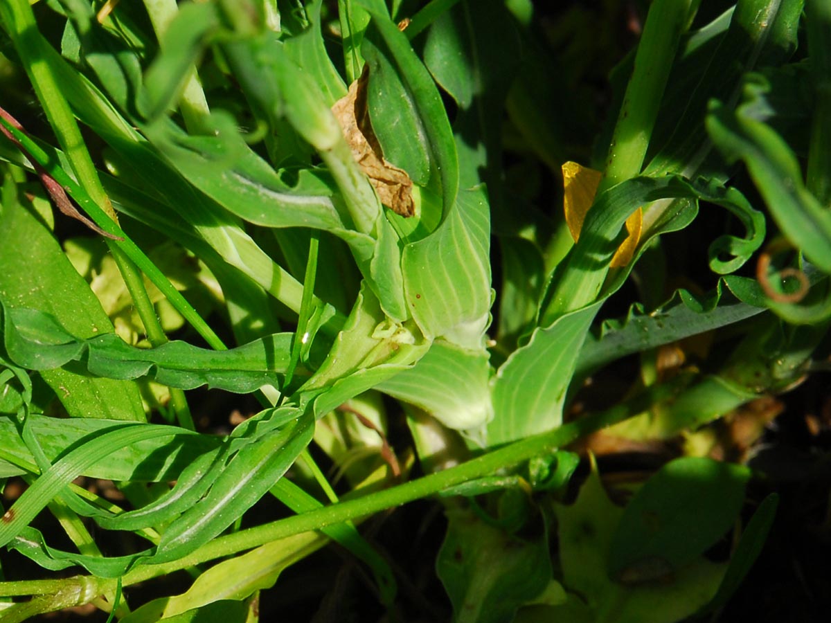 Tragopogon orientalis