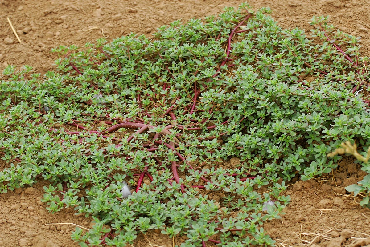 Portulaca oleracea