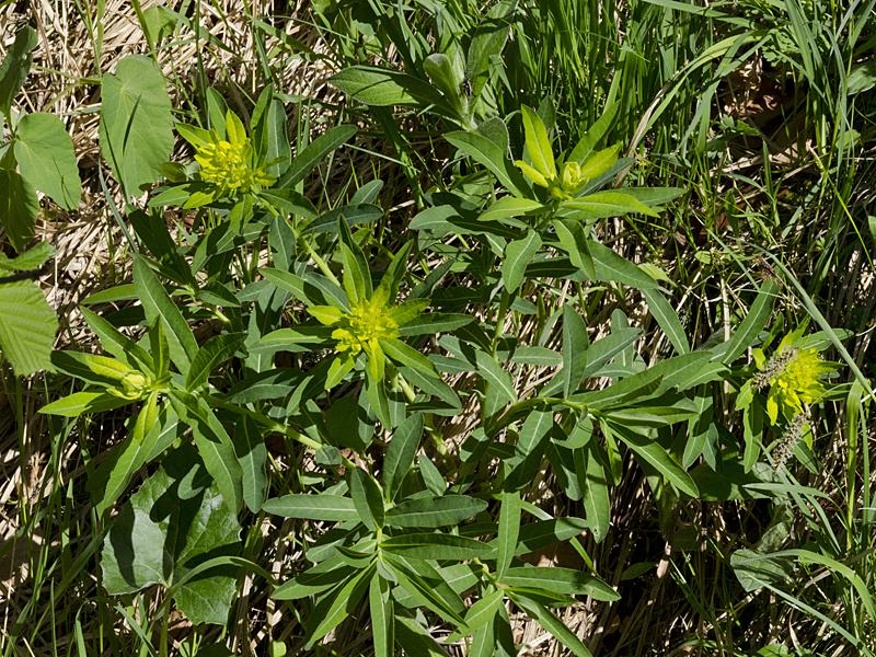 Euphorbia austriaca