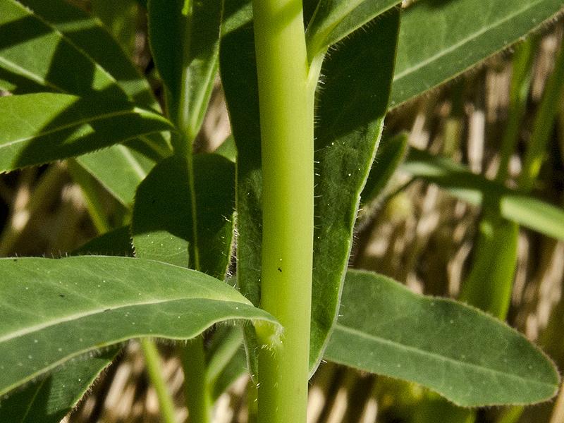 Euphorbia austriaca
