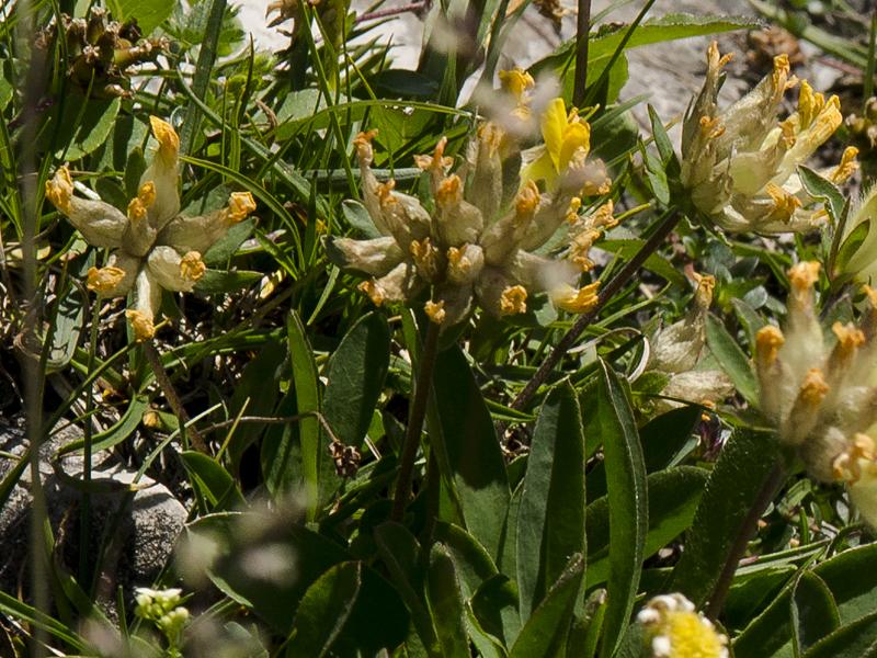 Anthyllis vulneraria ssp. alpicola