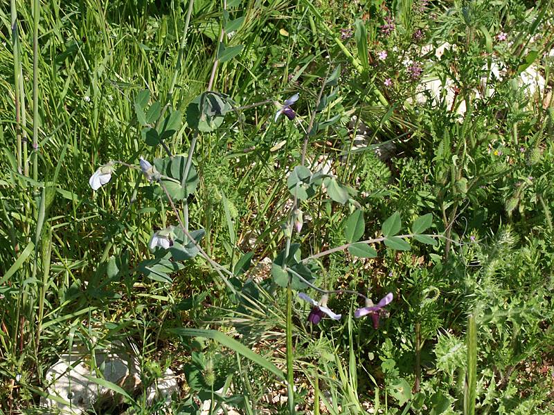 Pisum sativum ssp. biflorum