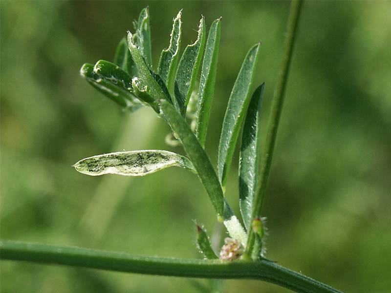 Vicia villosa subsp. varia