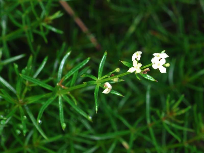 Galium truniacum