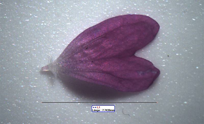 Geranium pyrenaicum