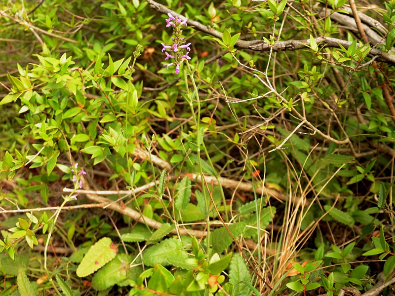Betonica officinalis ssp. serotina