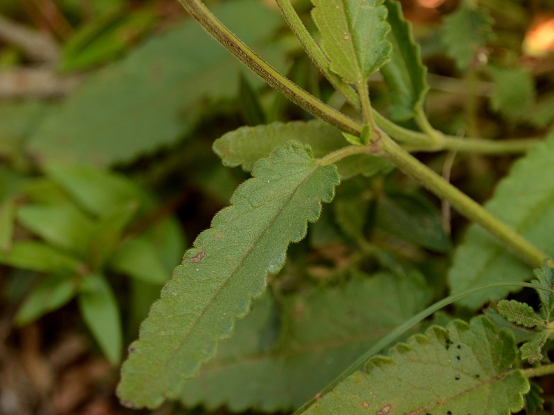 Betonica officinalis ssp. serotina