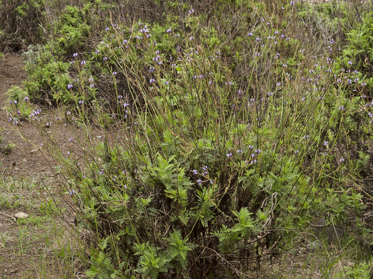 Lavandula canariensis