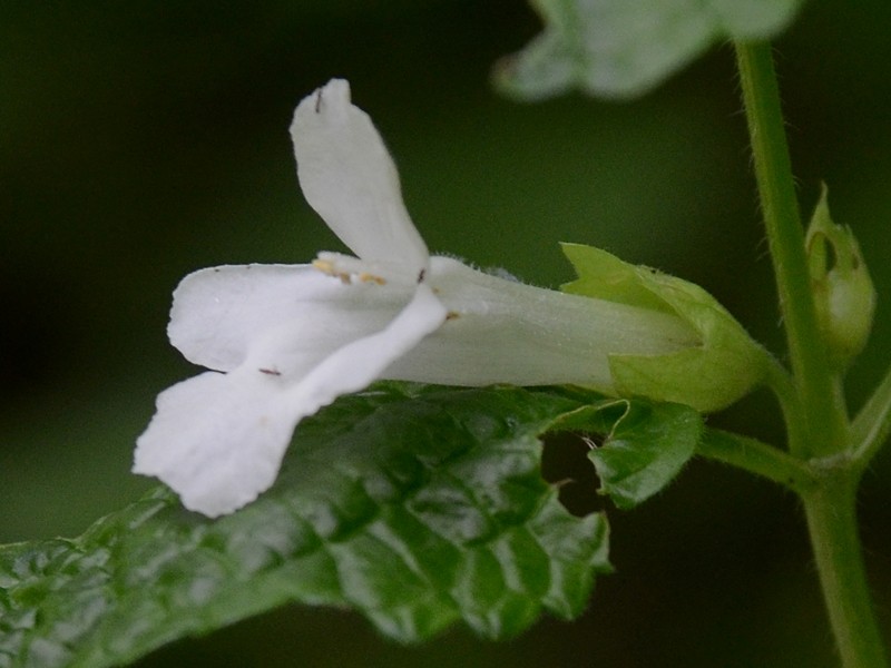 Melittis melissophyllum