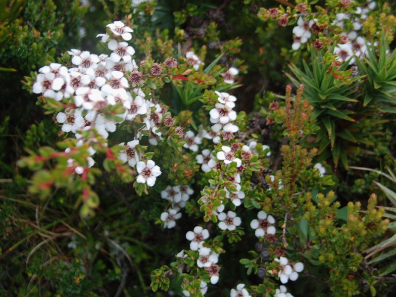 Leptospermum rupestre