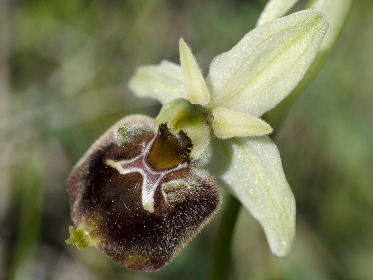 Ophrys holoserica ssp. tetraloniae