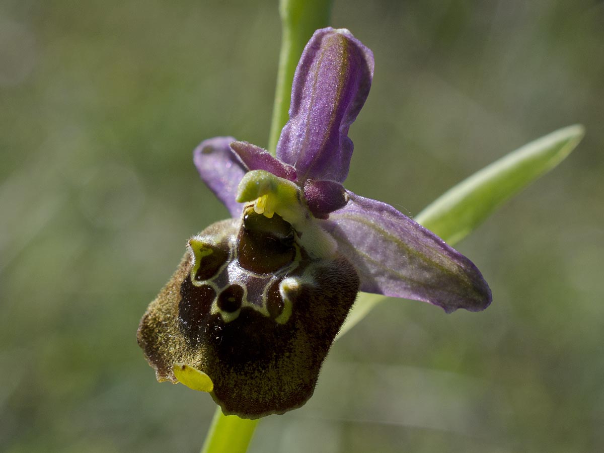 Ophrys holoserica ssp. untchjii