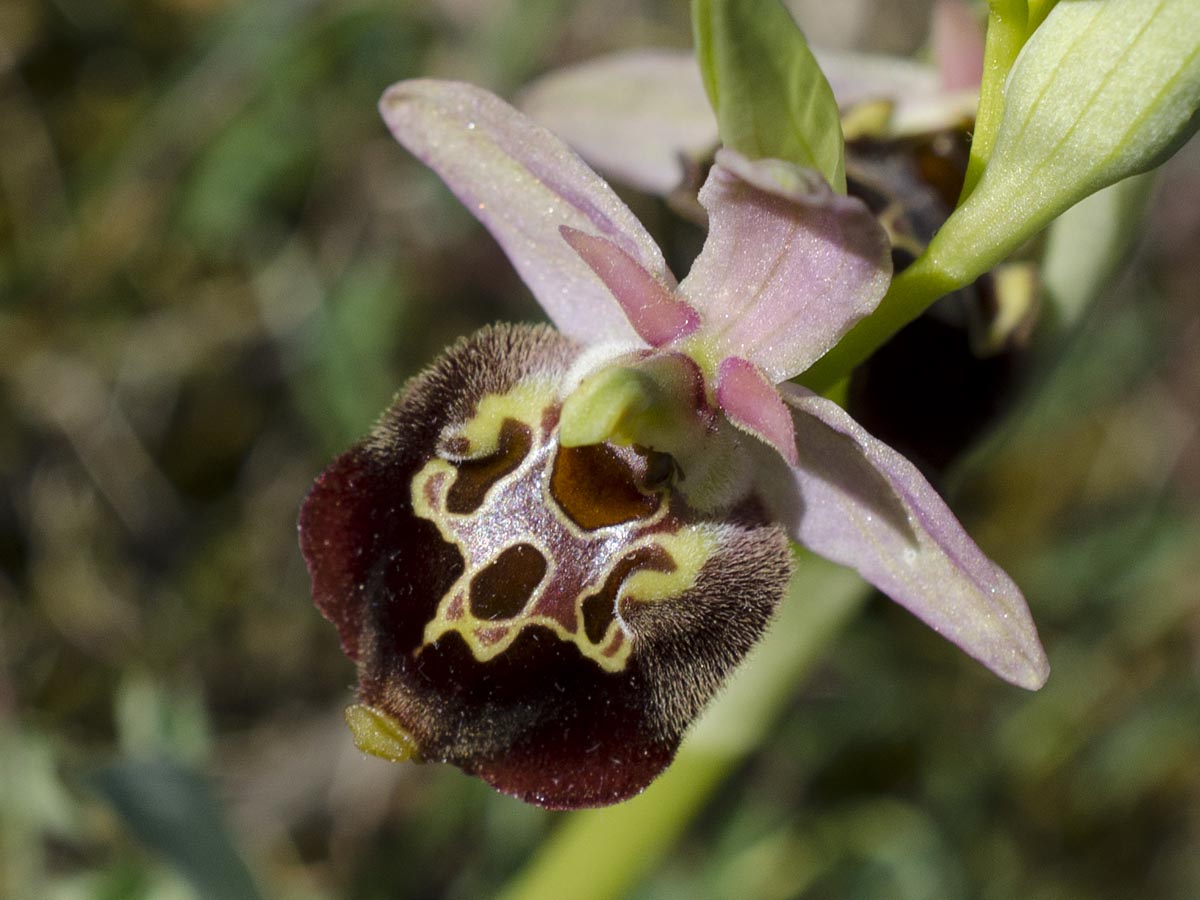 Ophrys holoserica ssp. untchjii