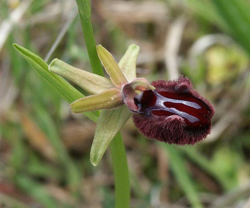 Ophrys incubacea