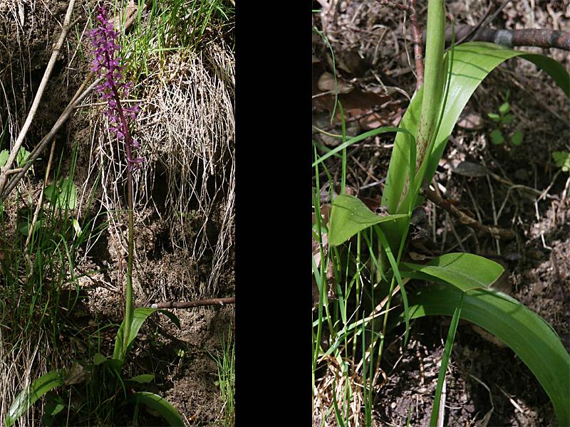 Orchis mascula ssp. signifera