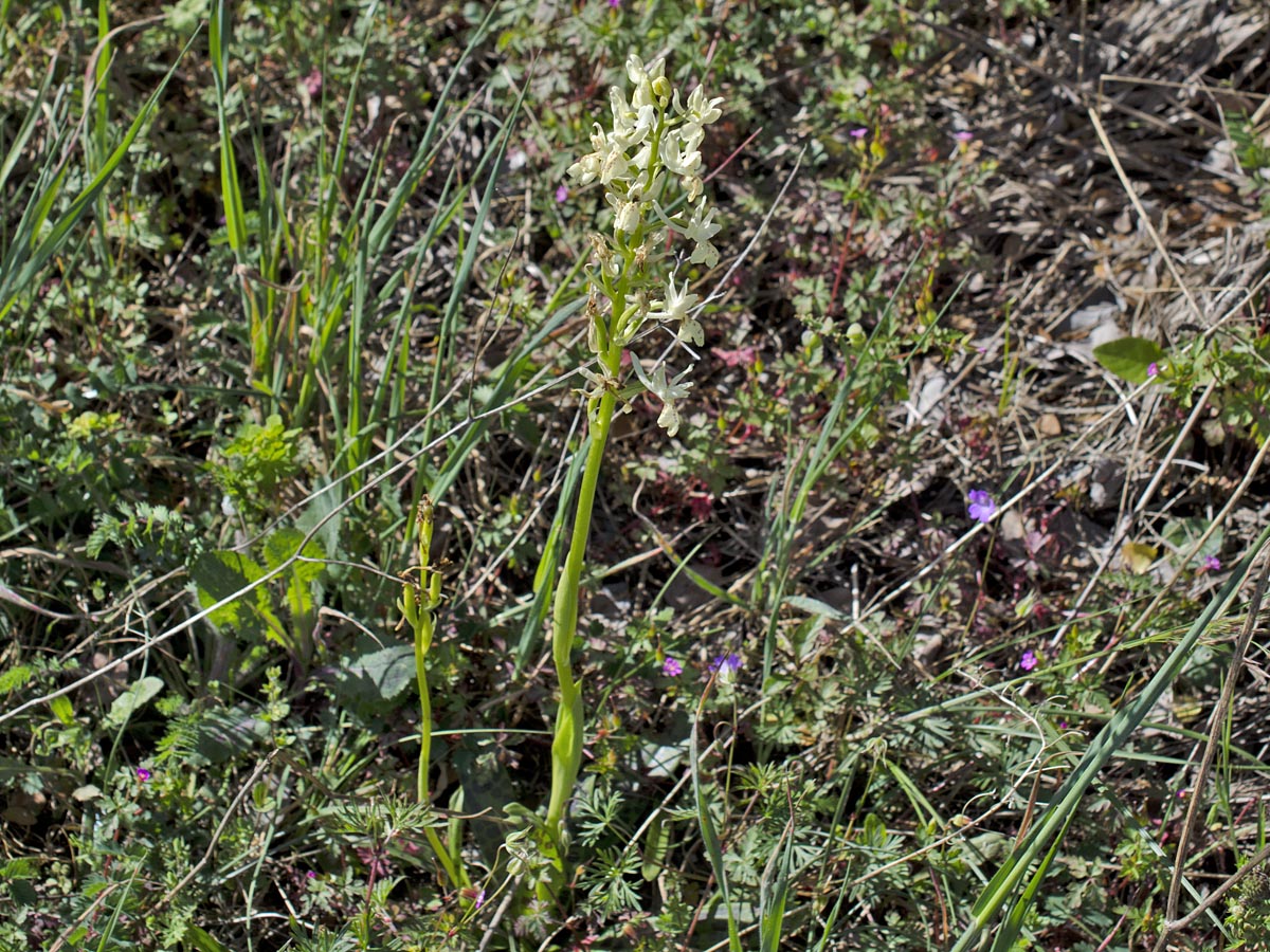 Orchis provincialis