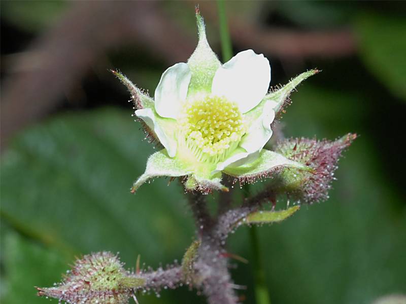 Rubus fruticosus agg.