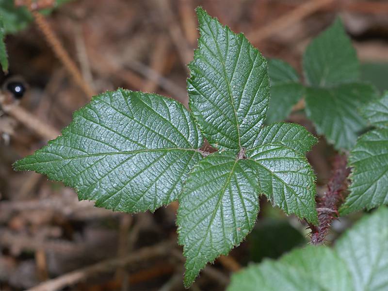 Rubus fruticosus agg.