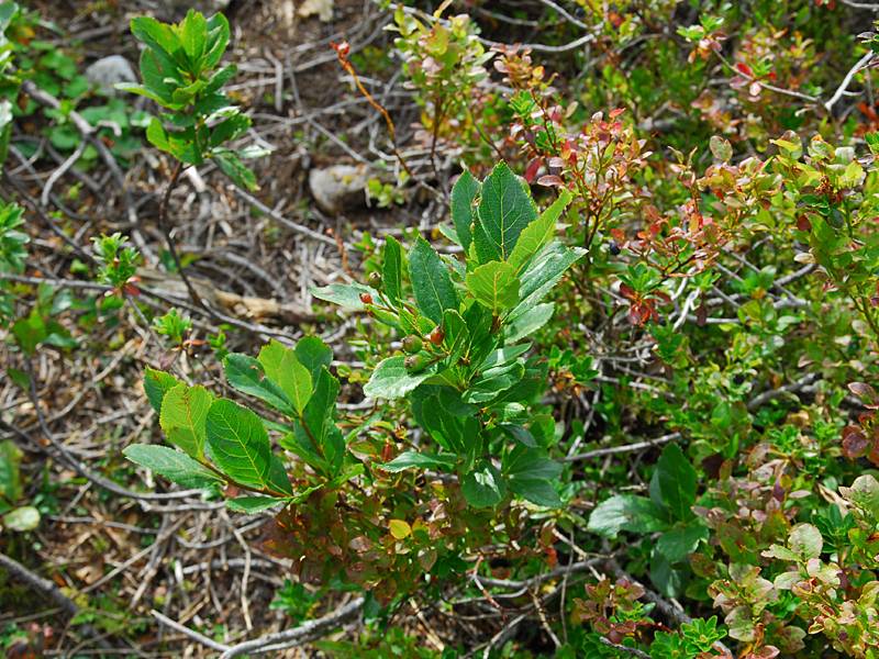 Sorbus chamaemespilus