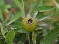 Mandelblättrige Birne