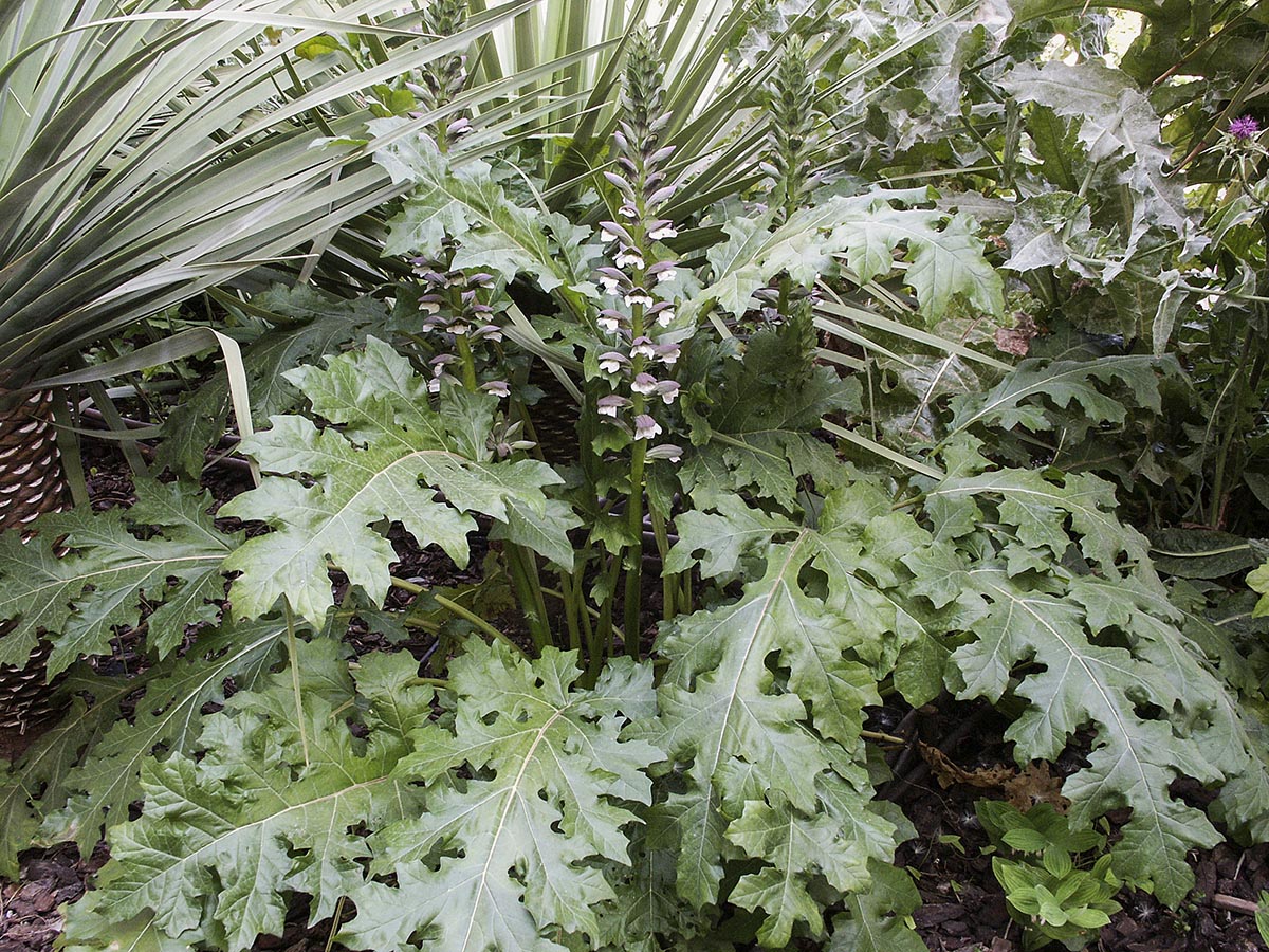 Acanthus molle