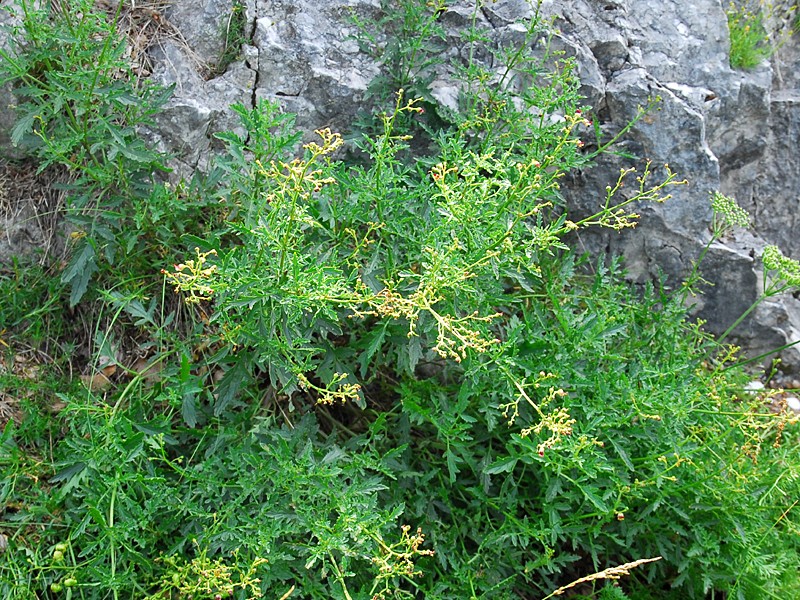 Scrophularia heterophylla ssp. laciniata