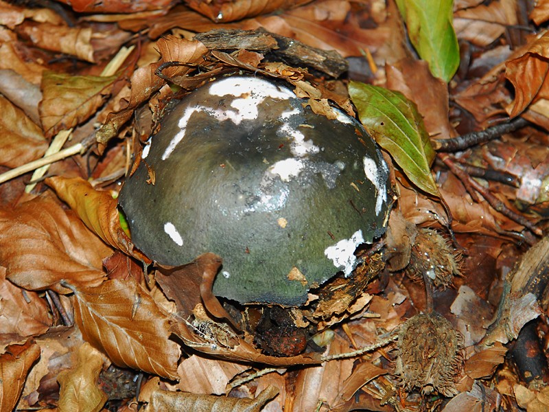 Russula cyanoxantha