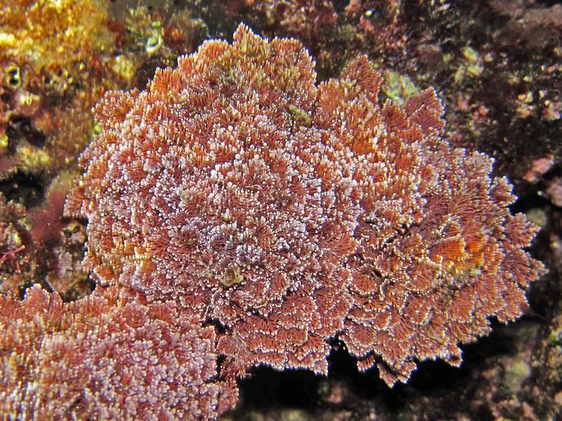 Corallina sp.