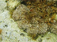 Mittelmeer-Korallenmoos