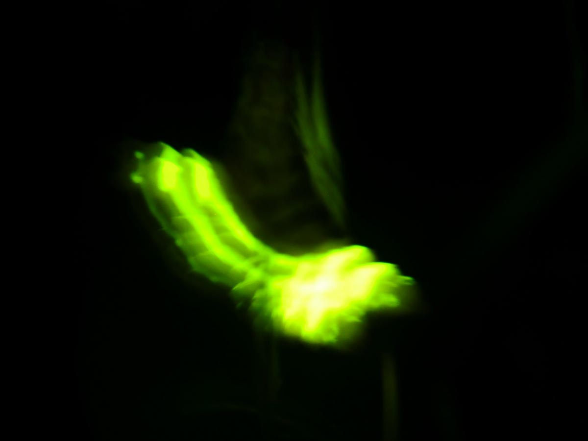 Lampyris noctiluca leuchtend