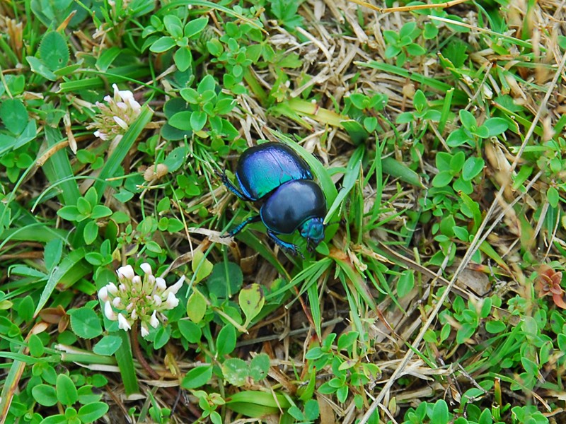 Trypocopris vernalis