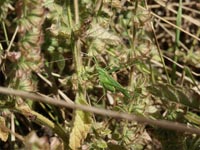 Lilienblatt- Sichelschrecke